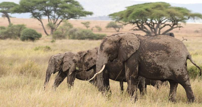 7 Days Big Five Luxury Safari in Tanzania