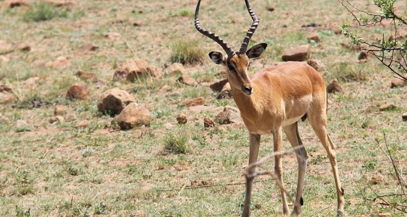 7 Days Big Five Luxury Safari in Tanzania