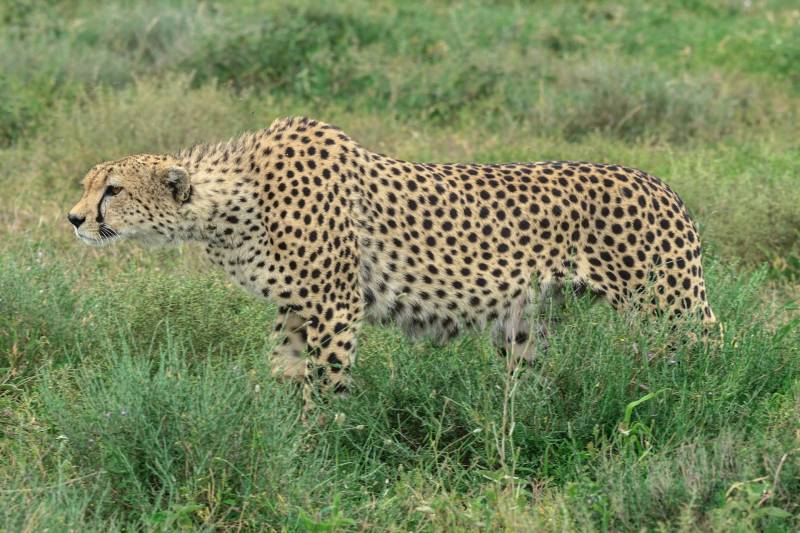 7 Days Big Five Luxury Safari in Tanzania