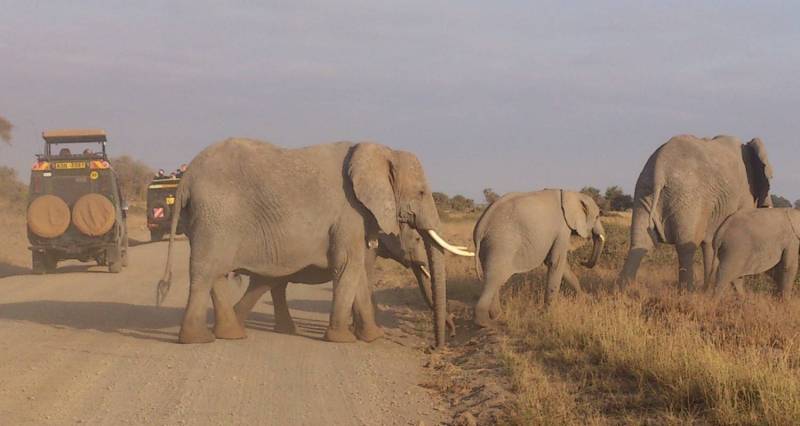 4 Days Elephant Safari Experience Tanzania