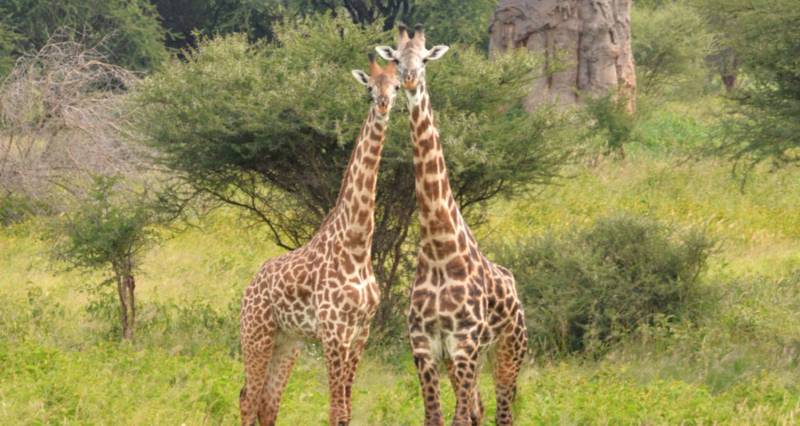 4 Days Elephant Safari Experience Tanzania