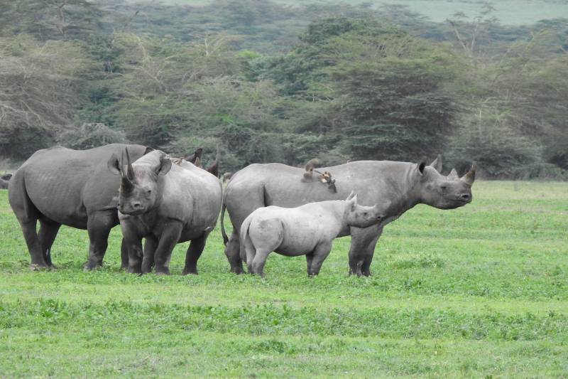 4 Days Elephant Safari Experience Tanzania