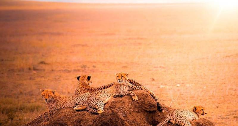 4 Days Elephant Safari Experience Tanzania