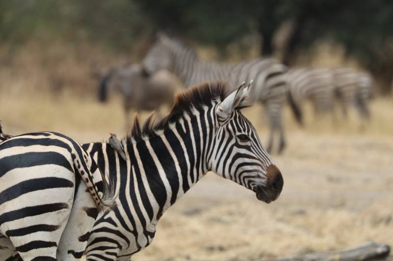 Off the Beaten Track Safari in Ikoma Tanzania