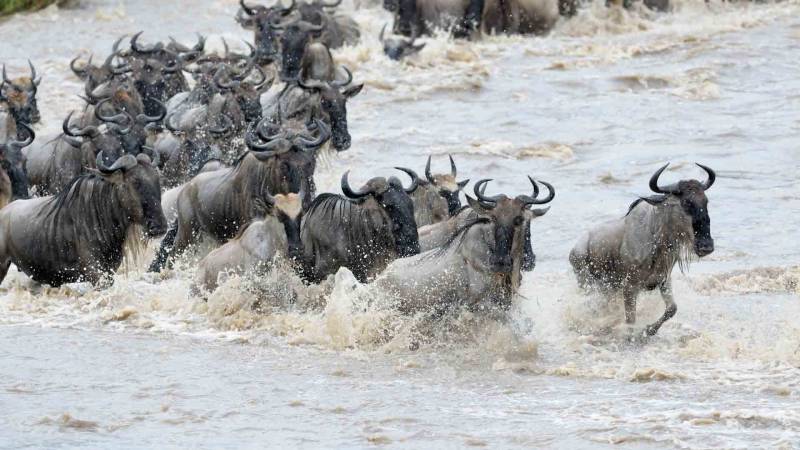 Wildebeest Calving Season In Tanzania Safari, January To March