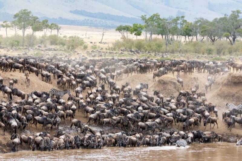 Wildebeest Calving Season in Tanzania Safari, January to March