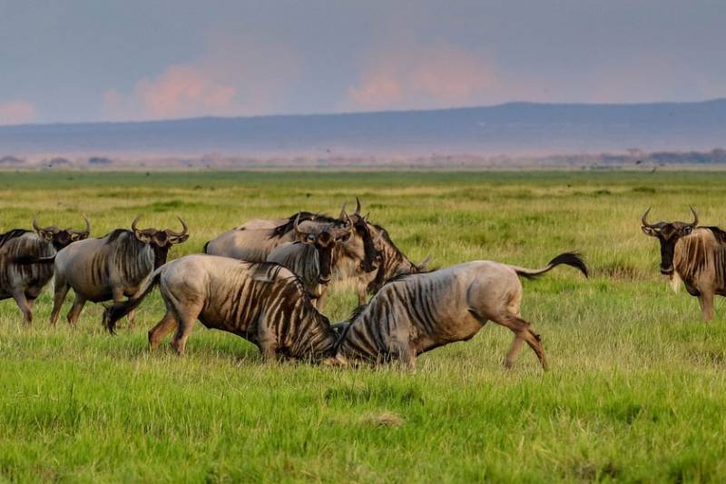 Wildebeest Calving Season in Tanzania Safari, January to March
