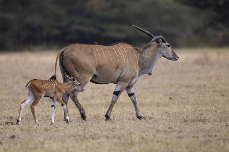 Short n Sweet Safari - Add-on Tanzania