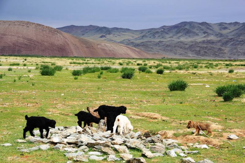 Golden Eagle Festival in Mongolia Tour