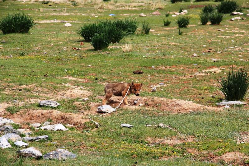 Golden Eagle Festival in Mongolia Tour