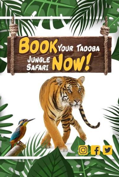 Tadoba Wildlife Safari