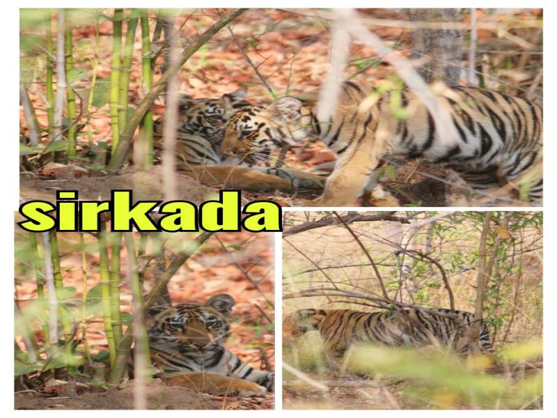 Tadoba Wildlife Safari