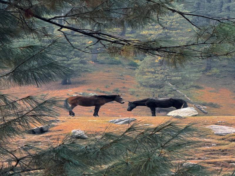 6 Days Kashmir Winter Wonderland Tour