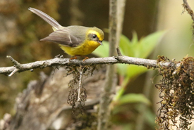 20 Nights - 21 Days Birding - Flora Fauna Tours