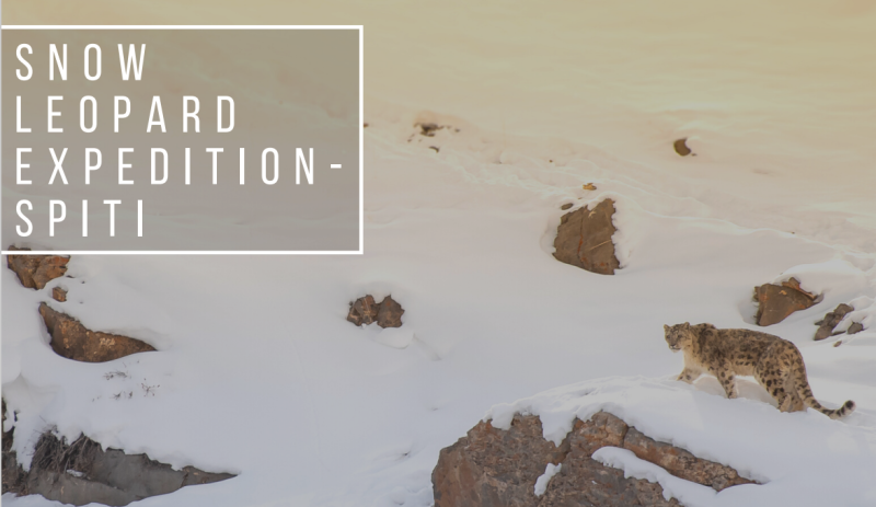 Snow Leopard Winter Expedition