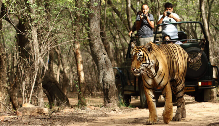 3 Nights 4 Days Kanha Wildlife Tour