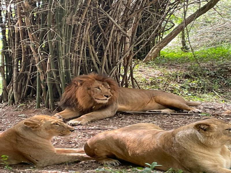 4 Nights / 5 Days Bangalore - Mysore Tour