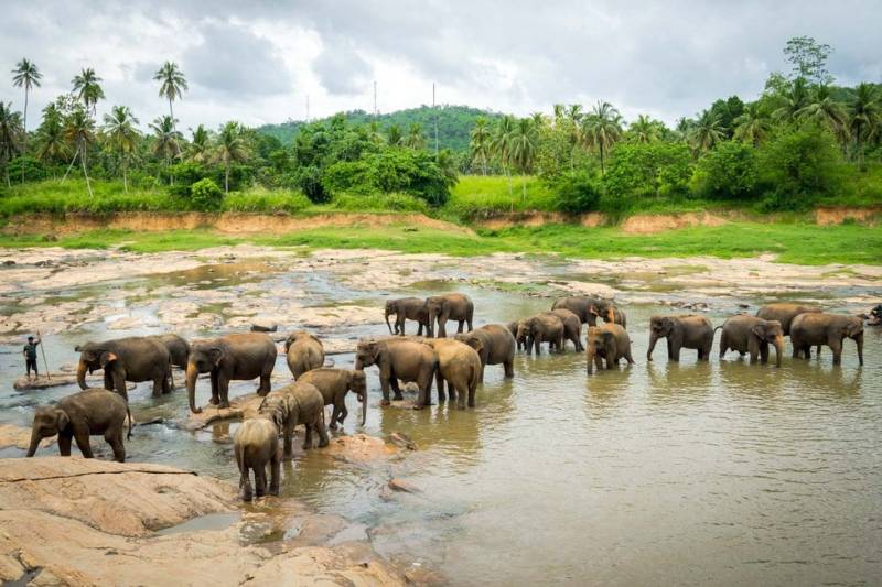 4 NIGHTS/ 5 DAYS PINNAWLA - COLOMBO TOUR