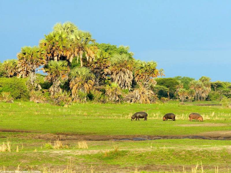 5 Days 4 Nights Katavi National Park