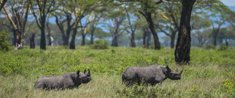 3 nights 4 days northern Tanzania safaris