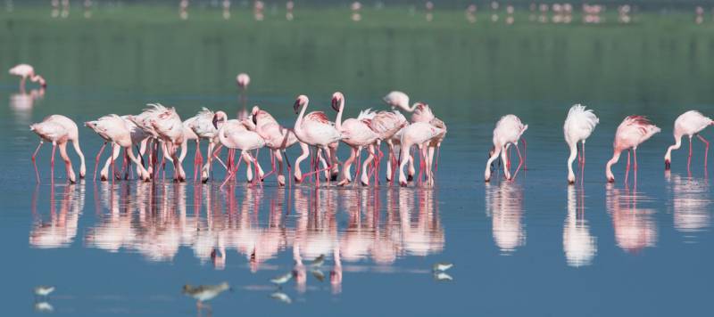 3 nights 4 days northern Tanzania safaris