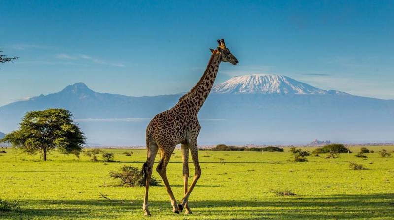 12 days 11 nights Tanzania safaris and Kenya