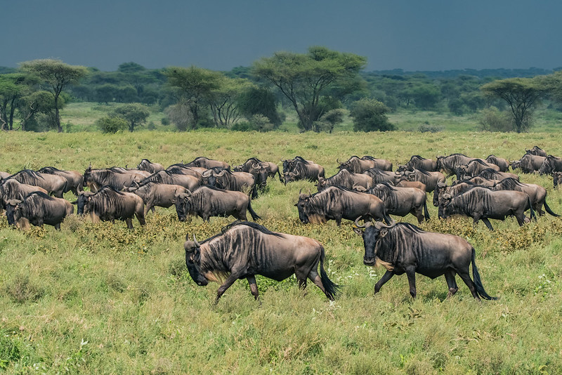 12 days 11 nights Tanzania safaris and Kenya