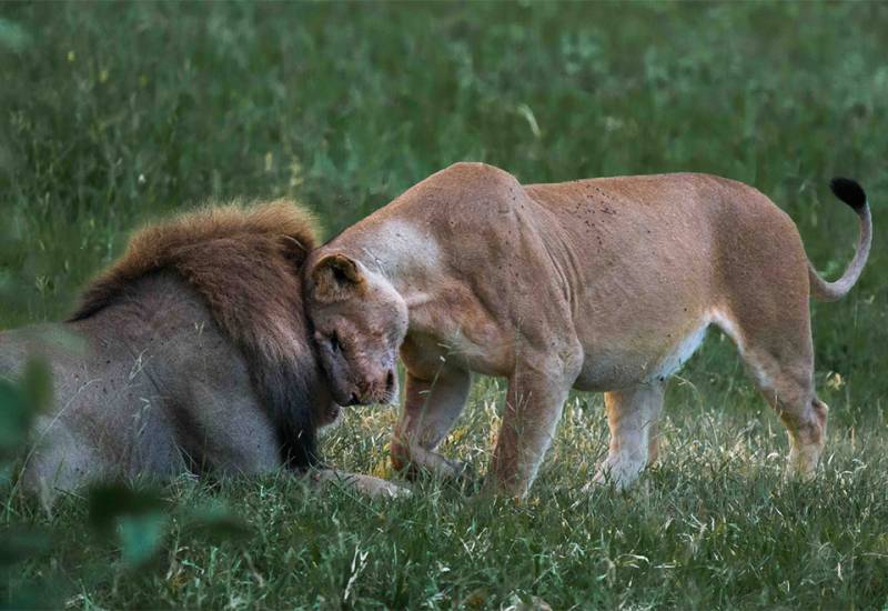 3 Nights 4 Days Selous Game Reserve Safari