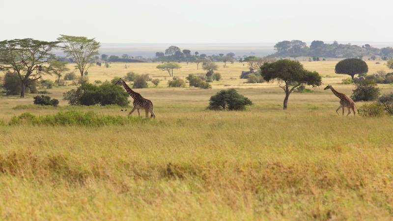 3 Nights 4 Days Serengeti National Park