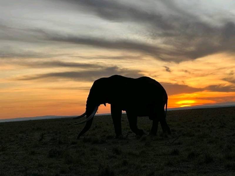 5 Days 4 Nights Luxury Safari Lodge