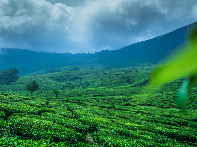 Romantic Kerala Tour Packages 4 Nights 5 Days Munnar Thekkady Houseboat