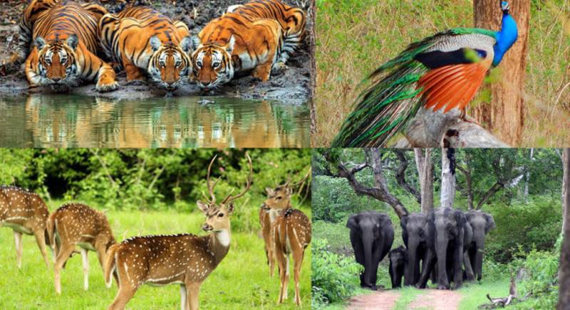 Bandipur Wildlife Tour From Bangalore