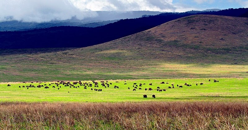 4 Nights 5 Days To Tarangire, Serengeti National Park And Ngorongoro Crater