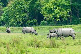 7N-8D Assam Rhino World  Tour Package