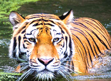 Corbett Dhikala Tour 03 Nights | 04 Days