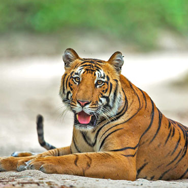 Corbett Dhikala Tour 03 Nights | 04 Days