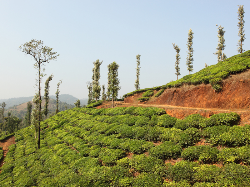 Bangalore - Mysore - Coorg Tour