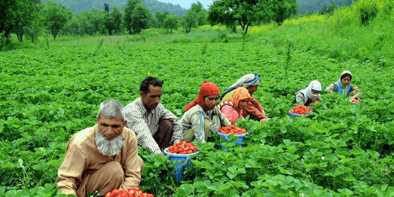 5 Nights 6 Days Kashmir Tour