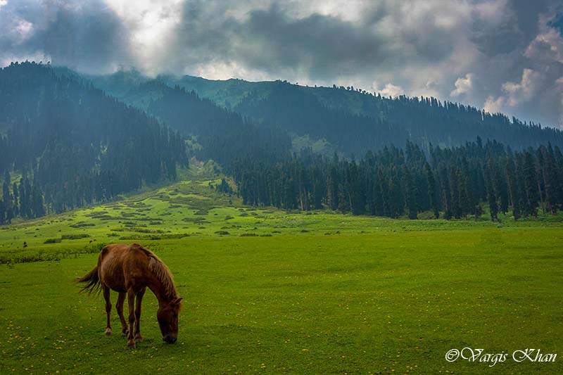 4 Nights - 5 Days Kashmir Tour