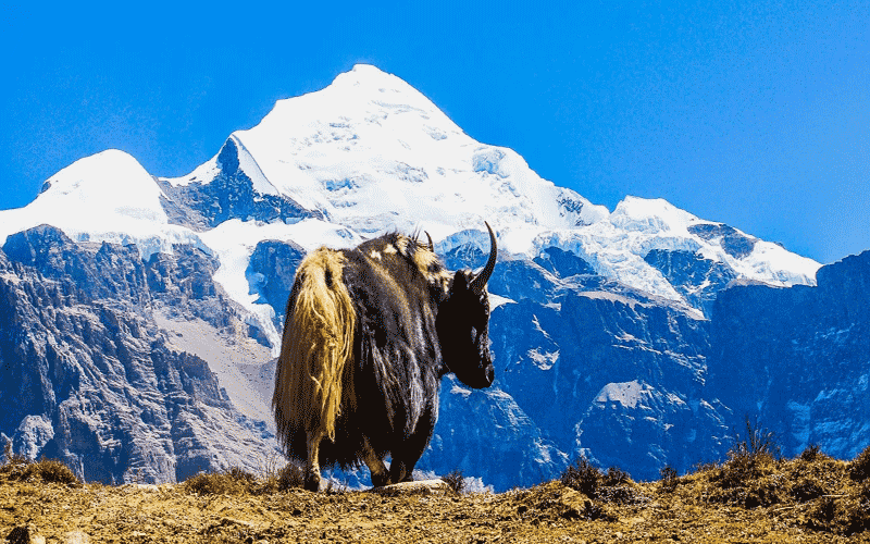 Nar Phu Valley Trek Tour
