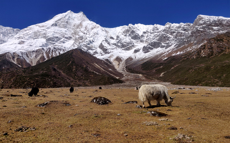 Manaslu Circuit Trek Tour