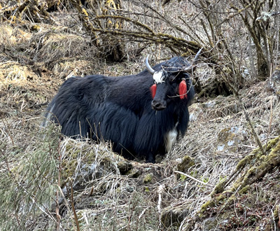 Langtang Valley Trek Tour