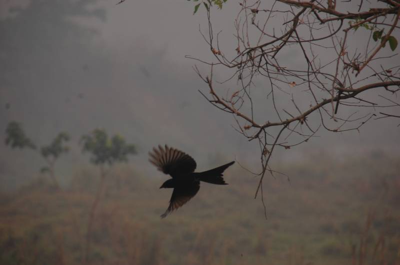 7 Night 8 days Kathmandu - pokhara-Chitwan