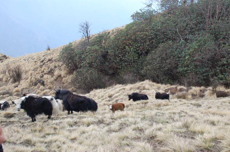 Mardi Himal Trekking Tour