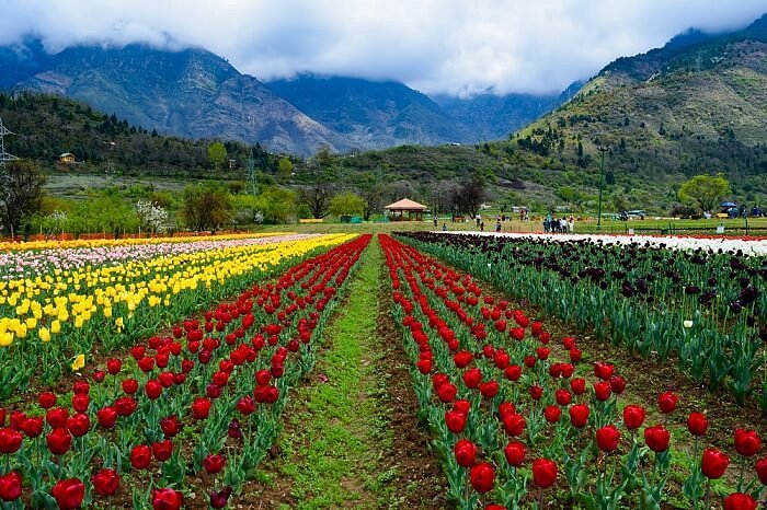 5 Night 6 Days Kashmir Package