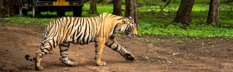 9 Nights - 10 Days Golden Triangle With Wildlife