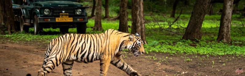 21 Nights - 22 Days India Wildlife Tour