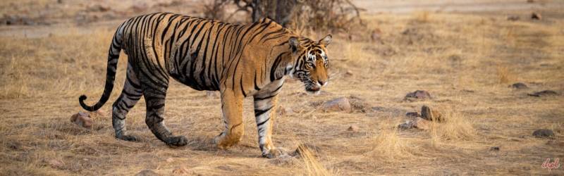 22 Nights - 23 Days Wildlife Of India With Golden Triangle Tour