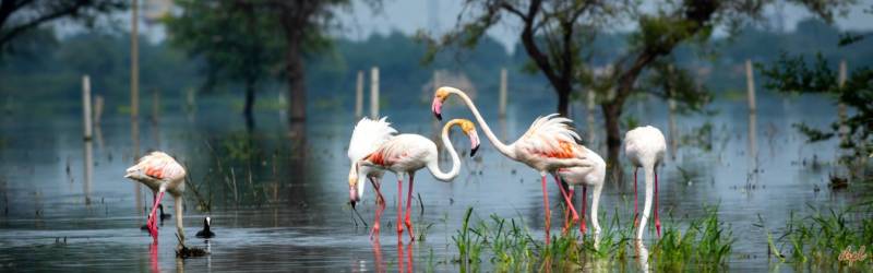 14 Nights - 15 Days India Golden Triangle With Wildlife