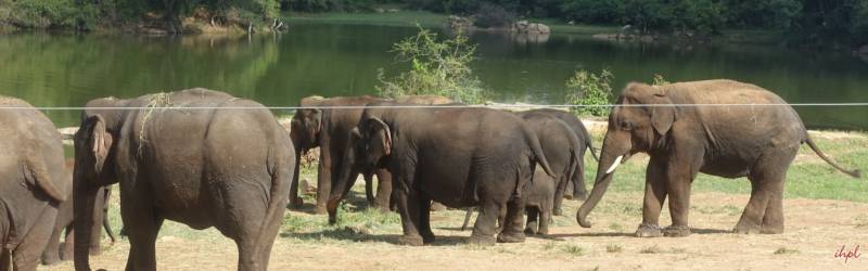 17 Nights - 18 Days South India Wildlife